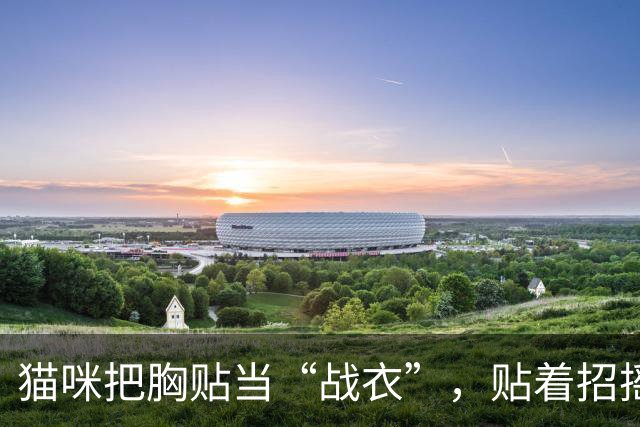 猫咪把胸贴当“战衣”，贴着招摇过市，把自己玩成了全网笑柄！